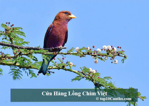 Cửa Hàng Lồng Chim Việt