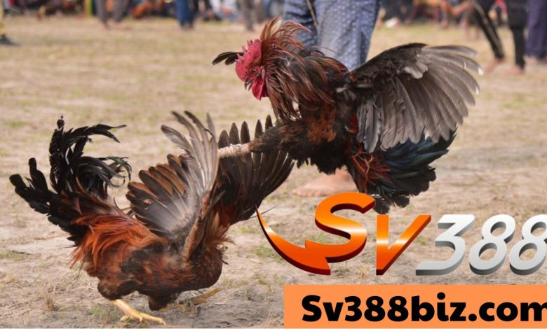Đá gà sv388